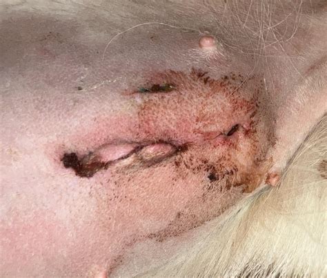 Dog Spay Incision Leaking Fluid: Expert Answers & Advice